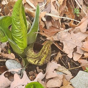 Skunk Cabbage