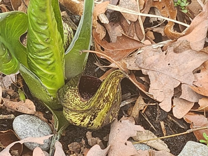 Skunk Cabbage