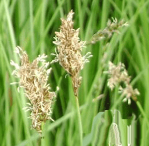 fen-panicled-sedge