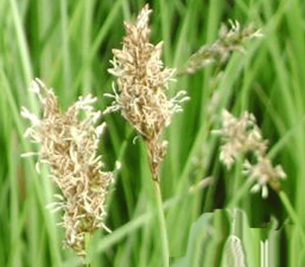 fen-panicled-sedge