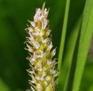 Woolly Sedge