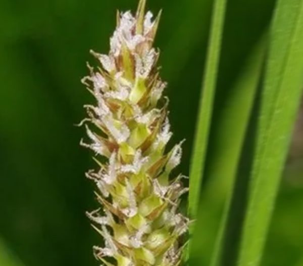 Woolly Sedge