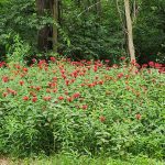 Bee Balm