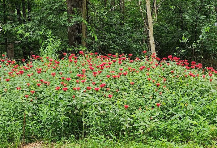 Bee Balm