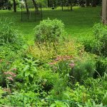 Michigan Native Plants