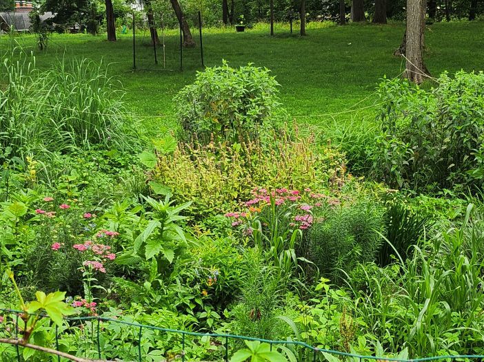 Michigan Native Plants