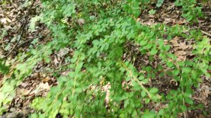 Japanese Barberry