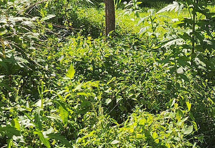 Native Plants in July