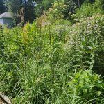 michigan native garden