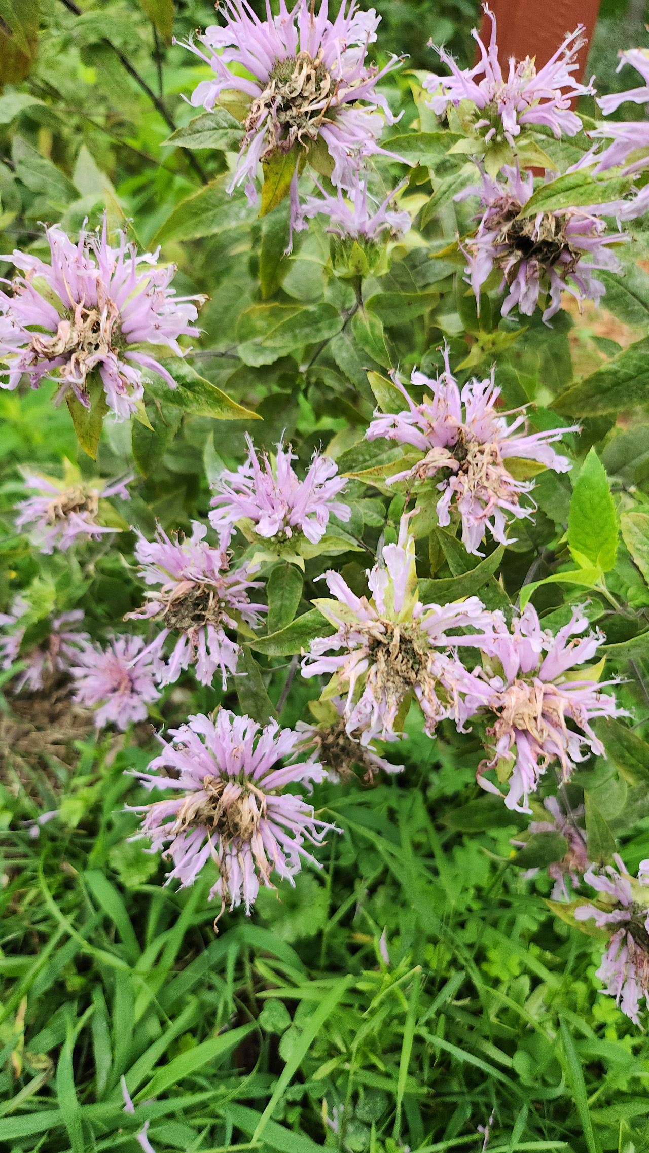 Bergamot