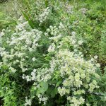 Mountain Mint