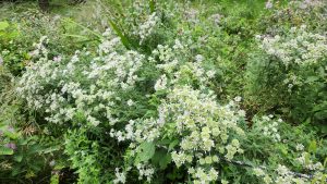 Mountain Mint