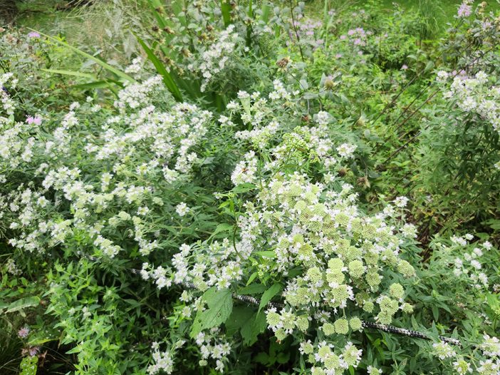 Mountain Mint
